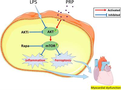 Platelet-rich plasma ameliorates lipopolysaccharide-induced cardiac injury by inflammation and ferroptosis regulation